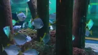 Silver Moony - Cairns Aquarium