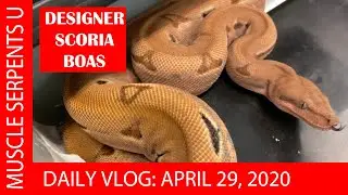 SCORIA BOA ALIEN GENETICS! April 29, 2020