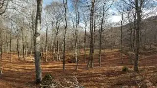 Hayedo de Santiago en Invierno