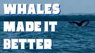 Whale Watching in Isla Iguana, Panama | Travel Vlog