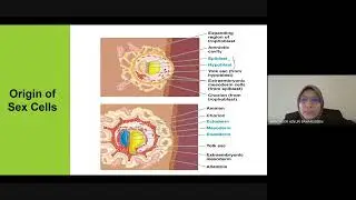 Chapter 11: Sexual Development and Differentiation