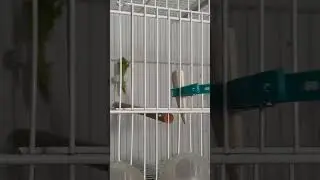 jilguero la chiveve