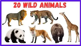 Learn Wild Animals Names for Kids | Lion Tiger Elephant and More