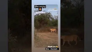 guest at gir park gujrat #shorts #lioness #gir #lioncub