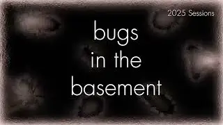 Bugs In The Basement- Piophila Casei aka The Cheese Skipper