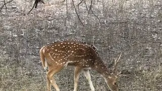 Journey of Life Part 1 Tiger reserves National park Ranthambore visit with NBHC team mates Rajasthan