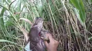 hunting with sparrowhawk 1