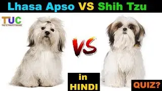 Lhasa Apso VS Shih Tzu In Hindi : Dog vs Dog : TUC : The Ultimate Channel
