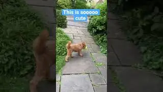 My cute dog can play fetch with a ball as big as his head | #Shorts