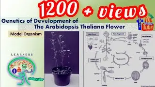 Genetics of Arabidopsis Thaliana Flower Development!!! (Use 🎧 for better audio 🔉 quality)