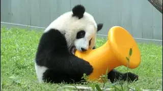 🎉🎈Happy Birthday Xiao Qi Ji!🎊🥳 Loved his Monday baby spool toy and Tuesday wobbly bowl present🐼❣🎁