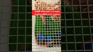 নৈহাটি পাখির হাটে Lory handfeeding Baby price আপডেট #shortsfeed #viralshort #lory #ytshorts #shorts
