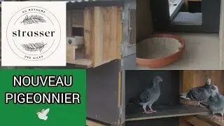 Je construis un nouveau pigeonnier 🕊️ | Mes pigeons voyageurs découvrent leur maison
