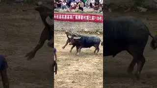 🔥 Buffalo Fight Championship 2025 | Village Bull King Contest  🐂💥 #shorts #buffalofight #viralvideo