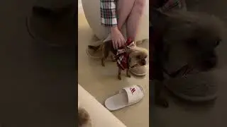 #like #dog