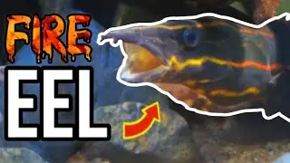 SECRET Fire Eel CAVE! 🔥 75 Gallon Planted Tank (Full Setup)