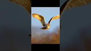 Night Predator - series: &ldquo;Predator Senyap di Udara | Burung Hantu Telinga Pendek&rdquo;