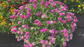 Bandolista Pink Lemonberry Lantana at  Lucas Greenhouse's Summer Trials
