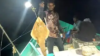 Catching Marine Cat Fish, Eel Fish & Guitar Fish in Sea - Part II