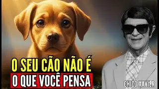 Você Nunca Vai Olhar Para um Cão da Mesma Forma Depois Disto | Chico Xavier