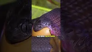 Snake's Mouth Is More Elastic Than Its Own Head ✨