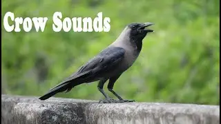 House Crow Sounds 4k HD Video / Grey-necked Crow Natural Sound Effects