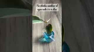 Reproducci&oacute;n esqueje de ficus el&aacute;stica 🪴☺️ #plantas #ficuselastica #arboldelcaucho