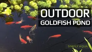 300 Gallons Outdoor Goldfish Pond Relaxing Music ☘ Simply Aqua