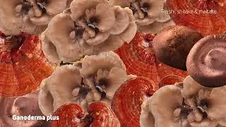 Ganoderma Plus Mushroom Extract