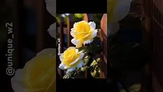 Beautiful natural flowers gardens🌺💐 #nature​#flowers​ #natural​#flower​#ytshts​#youtube