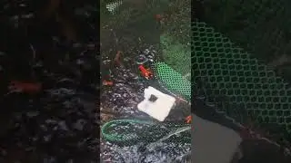 Good morning po sa mga fish lovers dyan! Feeding time po tayo sa mga cute aqua pets natin!