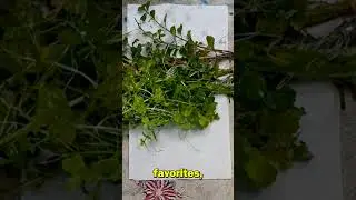How I ship aquarium plants