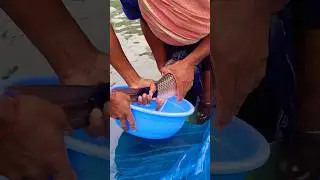 fish stripping technique