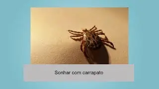 Sonhar com carrapato
