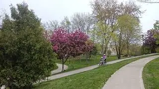 City of Toronto Blooms
