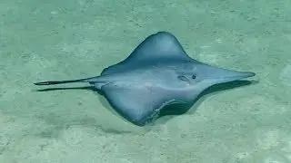 Hexatrygon bickelli - Sixgill Stingray