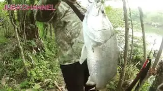 Paser Ikan Mania Menemb4k Ikan Barramundi - Spot Sungai Ketiwon, Tegal