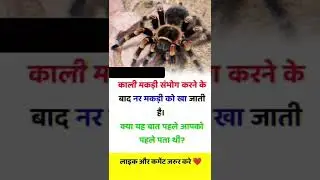 ब्लैक स्पाइडर सेक्स करने के बाद क्या करता है! black #spider  sex karne ke baad kya karti hai!#shorts