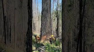 #wood #gianttree #treefelling #woodworking #bigtreeremoval #loggerlife #logging #fellingprocess