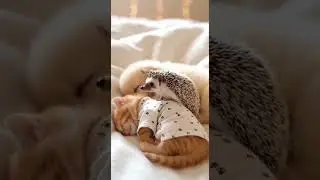 The Hedgehog Stayed Awake So the Cat and Dog Could Play All Night #pets #animals #fun