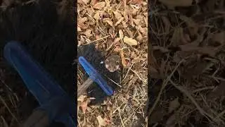 Feisty Wild Hamster Refuses to Yield Against Man With Broom