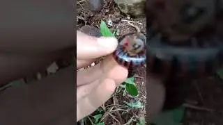 Kumbang Scarab di dalam Keluwing (Scarab beetle in a millipede).