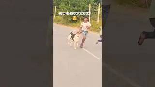 अपना वादा रहा 🤗 #song #love #shorts #trending #viral #pets #dog #fun #petlover #editlyics