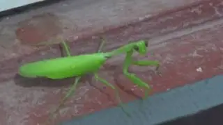 insects in bangladesh