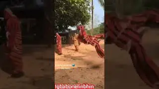 Esan Dance: Esan Masquerade Acrobatic Dance(Igbagbonelimi)🤯 #acrobatics #esan