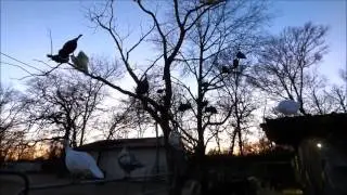 Evening Turkey Roost