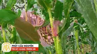 Phút Cầu Nguyện, Thứ Bảy 17/01/2026:  Thánh Antôn Viện phụ (251-356)