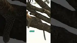 Leopards_ Masters of Stealth and Survival.#wildlife #wildlifefascination #facts #foryou #animals