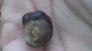 Apteka - Kasztan