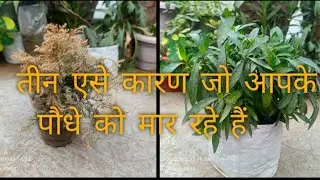 तीन एसे कारण जो आपके पौधे को मार रहे हैं #terrace#Garden 